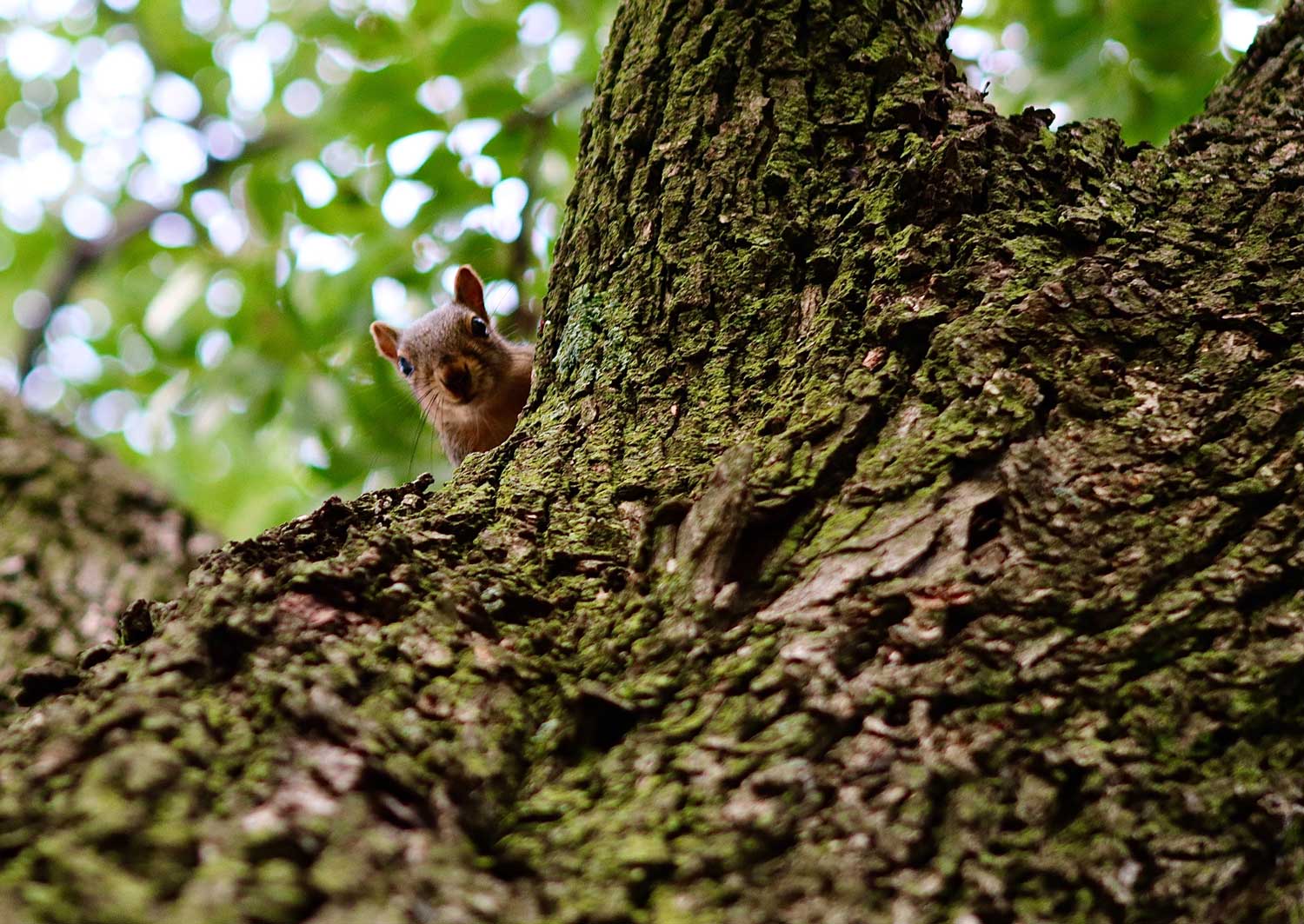 squirrel in a tree