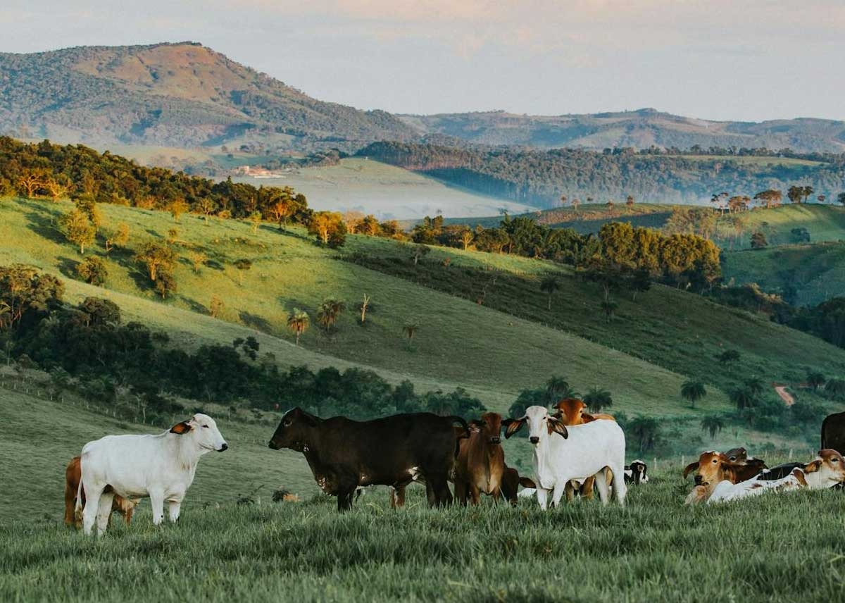 Cows in a field