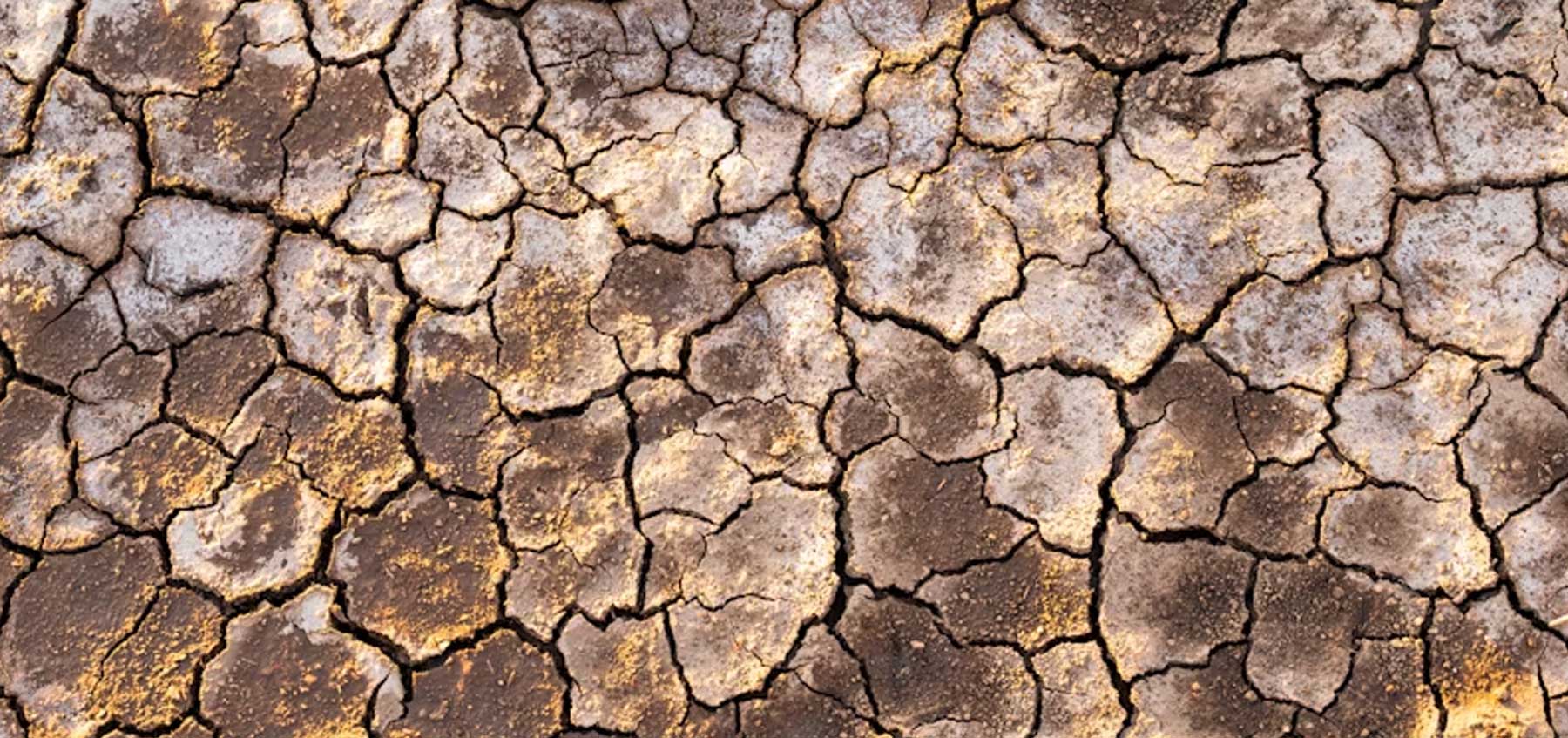 dryground