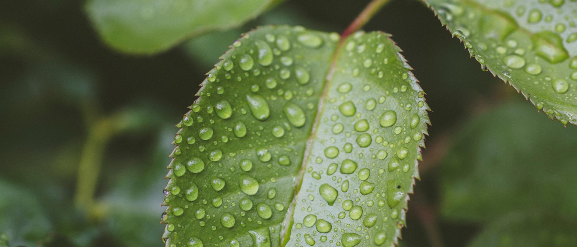 Outdoor rain water