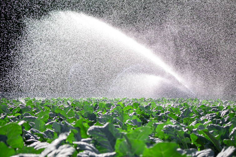 Water spraying over field of crops